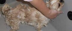 banho-e-tosa-de-animais-varginha-1375281426