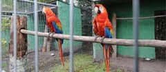 criadores-de-animais-varginha-1375282042