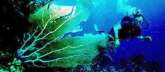 mergulho-varginha-1375799427
