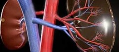 nefrologia-varginha-1376334450