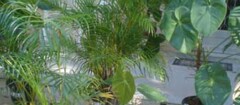 plantas-ornamentais-varginha-1375383464