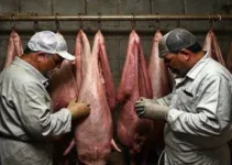 carne clandestina