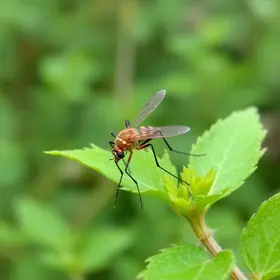 combate ao Aedes aegypti