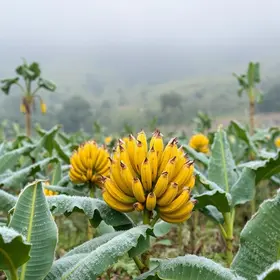 frio intenso e geada precoce