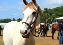 Exposição Brasileira do Cavalo Mangalarga